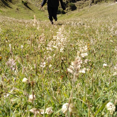 Flores (feat. juaxoxp & Piazza) - Single