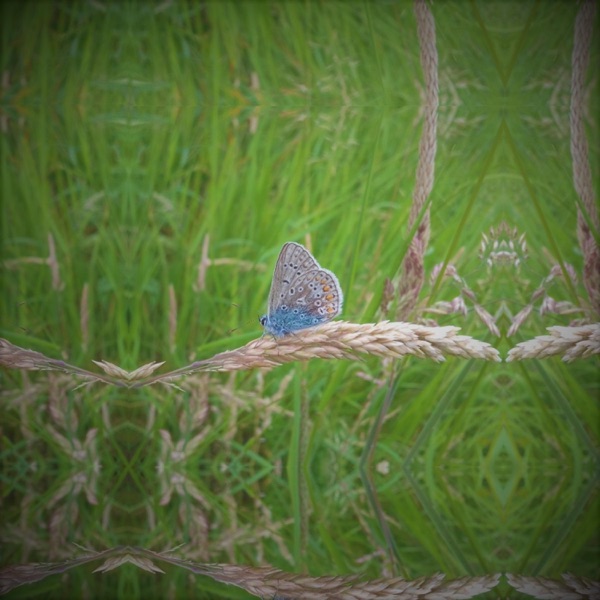 A Meadow by the Sea