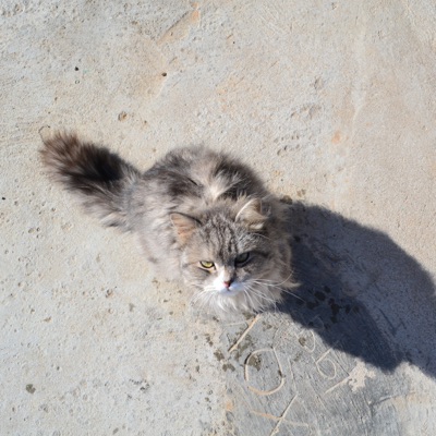 Kisa Meow - Single