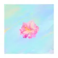 tea rose