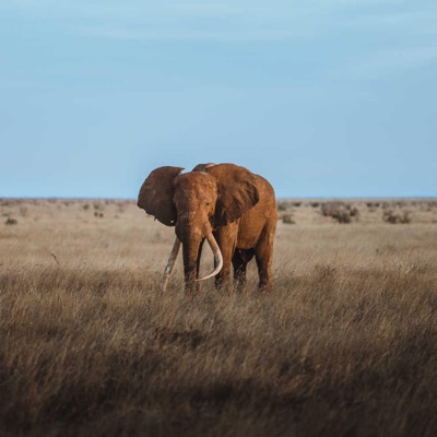 Long Live Steve - EP