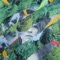 Caer - Buscabulla lyrics