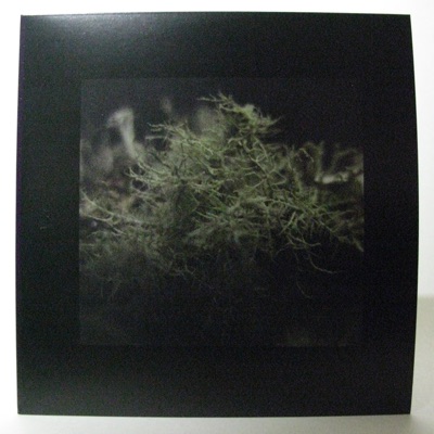 The Lichens in the Trees - EP