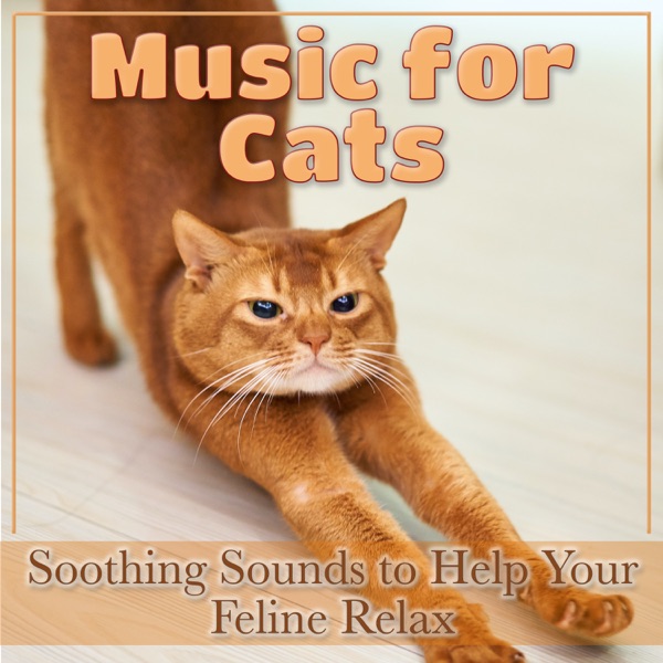 Music for Cats: Soothing Sounds to Help Your Feline Relax