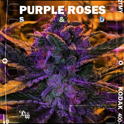 Purple Roses (feat. Similar Dosis) - Single