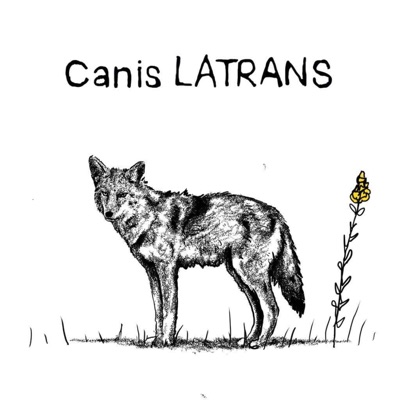 Canis Latrans
