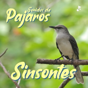 Sinsontes Cantando