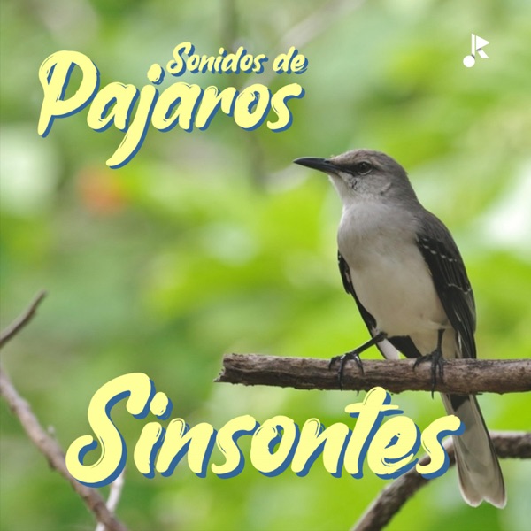 Sinsontes Cantando