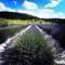 Reflection (NeoTraffic Remix) [Mixed] - The Loco & Joono lyrics