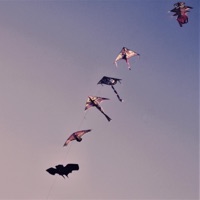 Kites - Single - Hasu