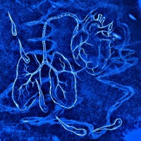 Water & Lungs (feat. Mora Grey) - Single - Tryp Flo