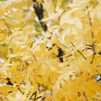 Layers - Single - MARTIN $KY & Autumn Keys