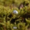 PEARL (feat. Bknott) - Versa the Band lyrics