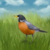 Bird boy - American Robin