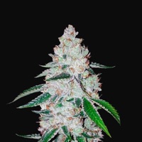 Già da Bambino - Single - Fire Mc