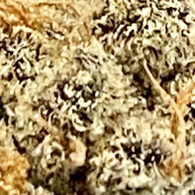 Foe Tha Love of Mary - Single