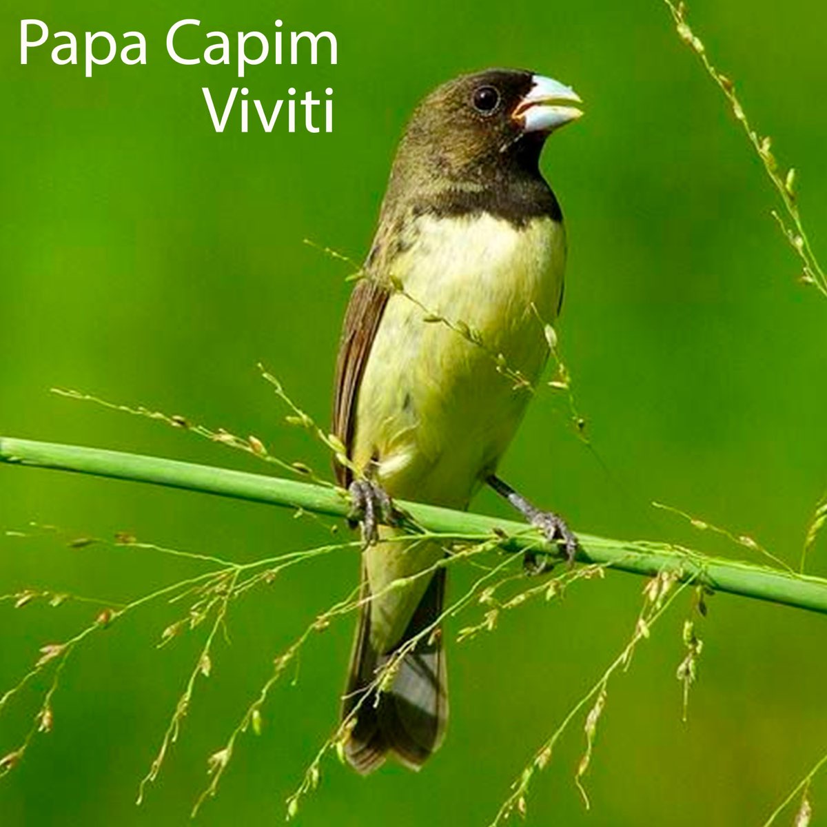 Canto Papa Capim Viviti: álbuns, músicas, playlists