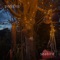 Seabird - polyglot lyrics
