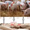 Piglebrity