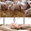 Piglebrity