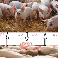 Piglebrity — Artist Known As Kenny