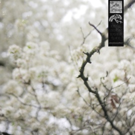 Fall Apart Shadowalker