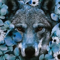 Northern Country - Single - Jaz Valentino