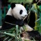 Panda (feat. Yorvis Panda) - Jhonny Ranks lyrics