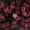 Rose Garden