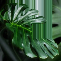 monstera deliciosa - Single - Lunath