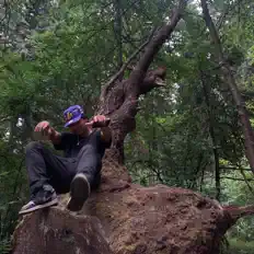 DYLを聴いたり、ミュージックビデオを鑑賞したり、経歴やツアー日程などを確認したりしましょう！