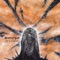 Leak Down Empire - Demiurgon lyrics