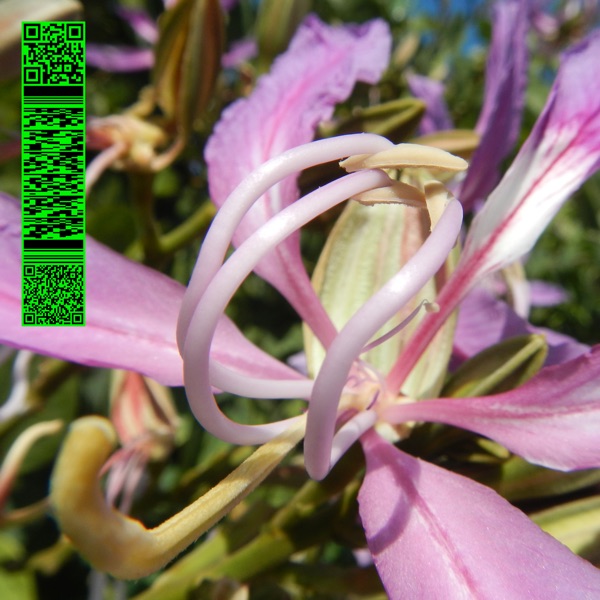 Whities 013 - Single