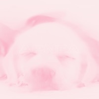 apnea (feat. orangeben, 27snails, monk diligence & Zac Sanders) - Single - terrence bicycle