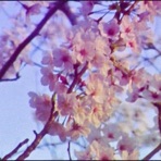 Sakura - Single