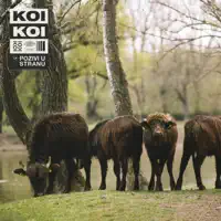 Ogledalo je zrcalo — KOIKOI