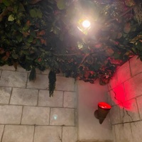 Jungle 2 - Single - SCXTT PILGRIM