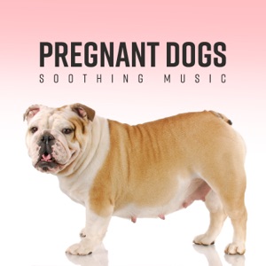 Pregnant Dogs - Soothing Music for Better Sleep, Less Anxious, Soothe Your Pet, Calm Childbirth
