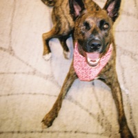 Rodeo Rider - Single - Dolphin Hyperspace, Nicole McCabe & Logan Kane