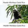 Howler Monkeys Costa Rica Nature Sounds - Paul Harrison Mcr