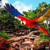 Wild Parrots - Single