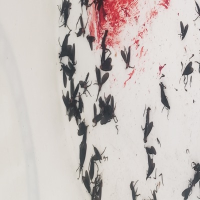 The Hearse Song (Psycho Version) [Psycho Version] - Single