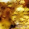 Sycamore - Obrigado lyrics