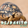 Despacito (Cover Version) - No Focus