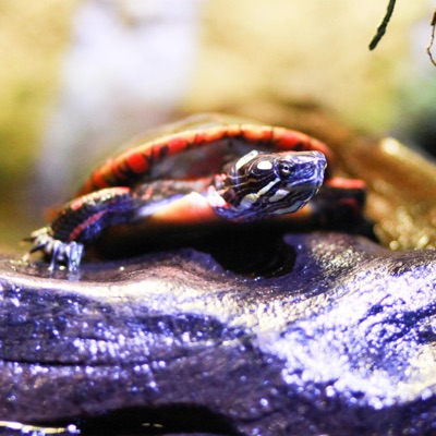 Apollo Roth - Whitely