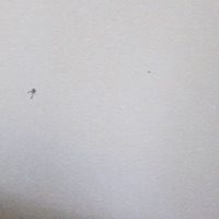 Snakes In the Wall - Single - heylog