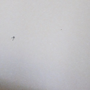 Snakes In the Wall - Single