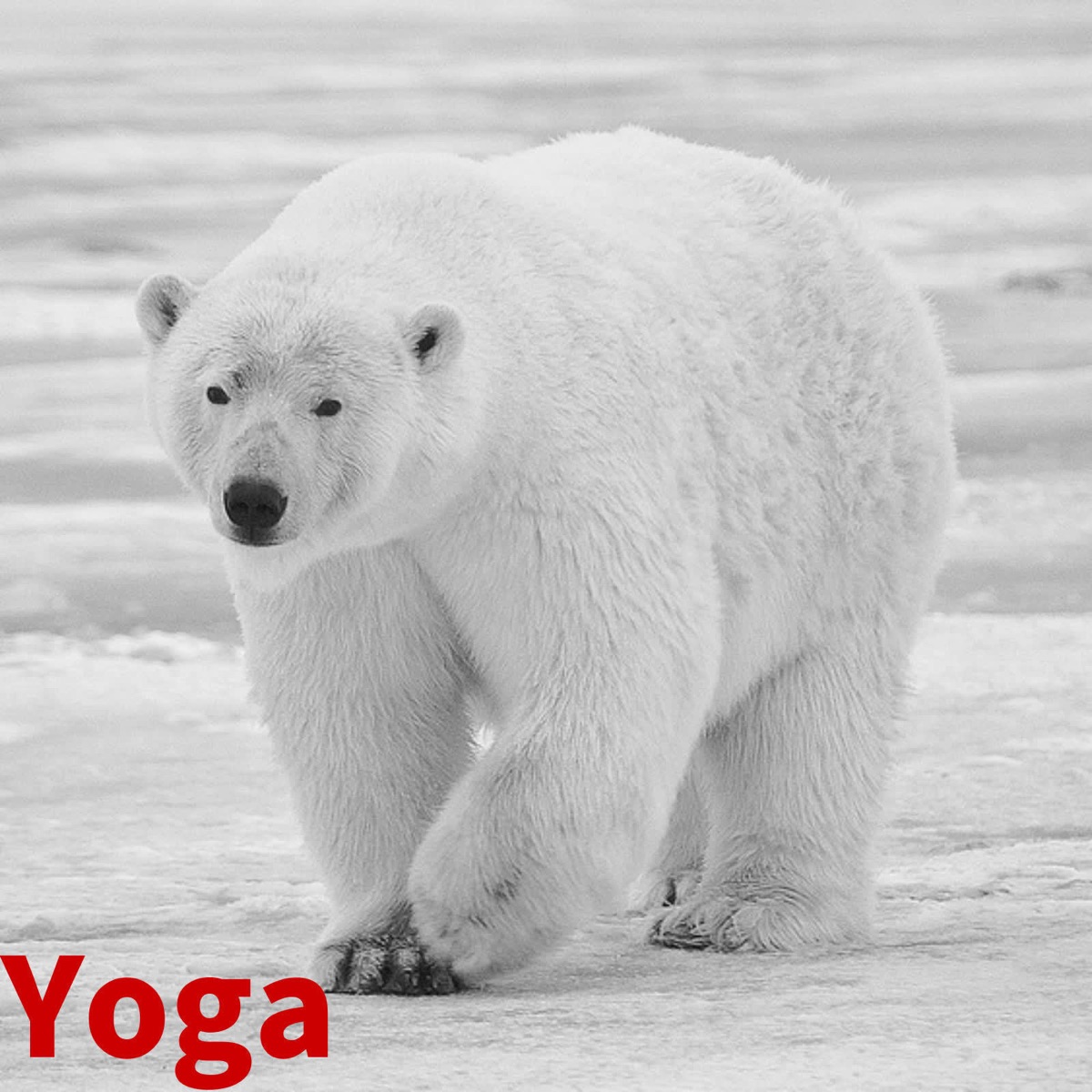 Polar Bear Pose – Yoga For All Bodies