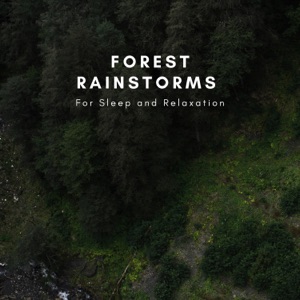 Forest Rainstorms For Sleep and Relaxation