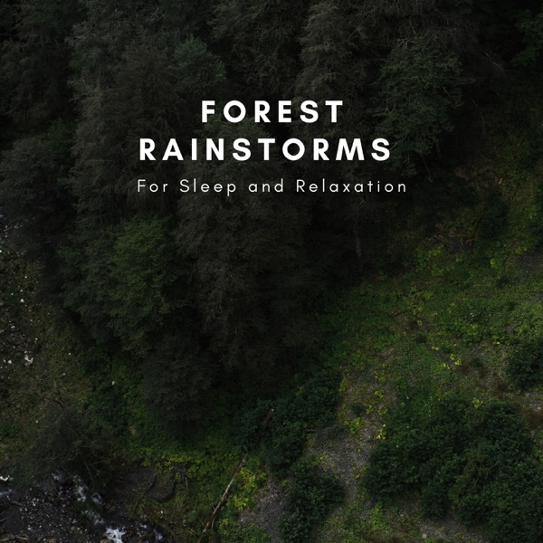 Forest Rainstorms For Sleep and Relaxation